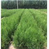 批發(fā)優(yōu)質(zhì)側(cè)柏 側(cè)柏苗 側(cè)柏樹(shù)苗 規(guī)格齊全 四季常青工程綠化苗