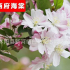 批發(fā)海棠苗嫁接西府海棠苗樹(shù)苗 垂絲海棠苗 北美海棠苗 品種齊全