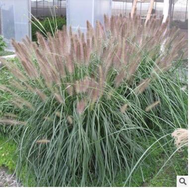 狼尾草批發 基地直供 重慶水生植物 固堤防沙植物 園林植物