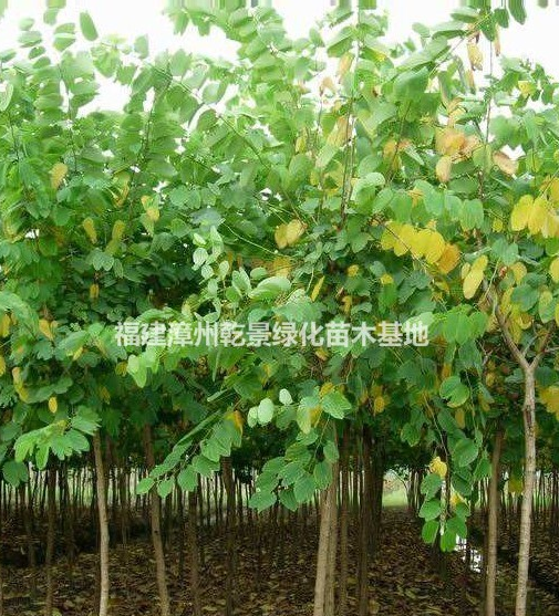 紅花紫荊樹價格，洋紫荊價格