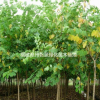 紅花紫荊樹價格，洋紫荊價格