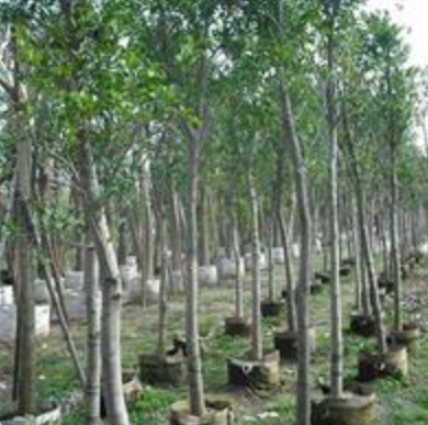 供應漳州紅皮榕（紅榕），紅皮榕苗木