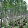 供應漳州紅皮榕（紅榕），紅皮榕苗木