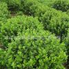 衛矛球綠化苗木色塊綠籬四季常青行道點綴量大從優衛矛球基地直銷