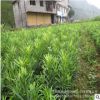 基地羅漢松小苗直銷 小葉雀舌羅漢松小苗 羅漢松盆景 造型樹