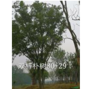 雙桿樸樹行情報價\雙桿樸樹圖片展示