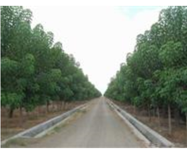 低價處理欒樹、散本女貞、重陽木等