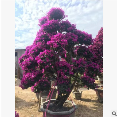 供應 云南三角梅 高度30-200公分 各種顏色 袋苗盆栽自產自銷