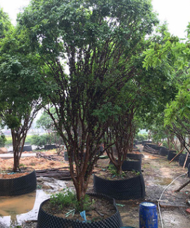 臺灣葡萄樹 福建場地直銷 嘉寶果樹