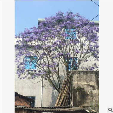 藍花楹：米徑12公分 地苗 袋苗：自產自銷