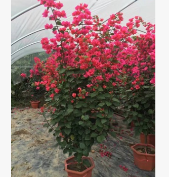供應 四川三角梅 高度30-200公分 各種顏色 袋苗盆栽自產自銷