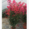 供應 四川三角梅 高度30-200公分 各種顏色 袋苗盆栽自產自銷