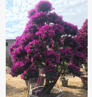 供應 四川三角梅 高度30-200公分 各種顏色 袋苗盆栽自產自銷