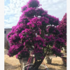 供應 四川三角梅 高度30-200公分 各種顏色 袋苗盆栽自產自銷