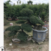 福建漳州 造型榆樹 榆樹樁景農戶直接報價