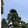 福建日本羅漢松批發 造型羅漢松 盆景羅漢松產地直銷