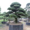 造型羅漢松
