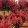 紅葉石楠