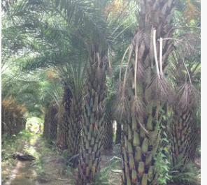 苗圃供應(yīng) 銀海棗小苗 桿高5米中東海棗 中東海棗基地 成活率高