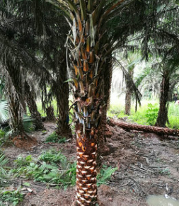 供應(yīng)中東海棗 福建中東海棗 銀海棗小苗 中東海棗批發(fā) 現(xiàn)挖現(xiàn)賣(mài)