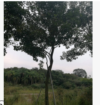 長(zhǎng)期供應(yīng) 風(fēng)鈴木 洋紅 風(fēng)鈴木專(zhuān)賣(mài) 伊蓓樹(shù) 風(fēng)鈴木報(bào)價(jià) 多花風(fēng)鈴木