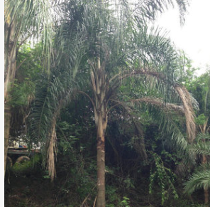 大量供應(yīng) 皇后葵價(jià)格 耐寒棕櫚科 皇后葵批發(fā) 棵棵精挑細(xì)選