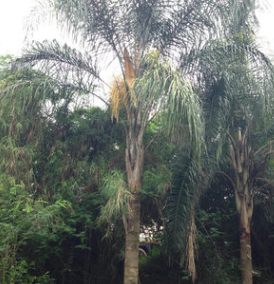 經(jīng)銷(xiāo)批發(fā) 1-6米皇后葵 綠化苗木皇后葵 園林景觀(guān)皇后葵