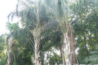 廠(chǎng)家提供 皇后葵地苗 園林景觀(guān)皇后葵 福建皇后葵 現(xiàn)挖現(xiàn)賣(mài)