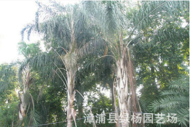 長(zhǎng)期供應(yīng) 金山葵 皇后葵直銷(xiāo) 皇后葵銷(xiāo)售 漳州皇后葵 價(jià)格實(shí)惠