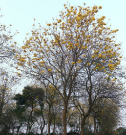 苗圃供應(yīng) 風(fēng)鈴木 黃花 風(fēng)鈴木袋苗 8-35分風(fēng)鈴木 漳州風(fēng)鈴木