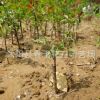 基地大量特供 綠梅苗 各種工程用苗 綠化植物低價大量批發(fā)