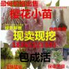 日本櫻花苗 櫻花樹苗 晚櫻嫁接苗 行道樹苗 櫻花小苗批發重辮苗木