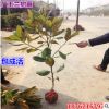 批發供應基地直銷 廣玉蘭樹苗 小區綠化行道樹 廣玉蘭小苗南北方