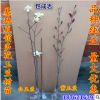 批發廣玉蘭樹苗 紫玉蘭小苗 紅玉蘭白玉蘭黃玉蘭苗 嫁接玉蘭樹苗