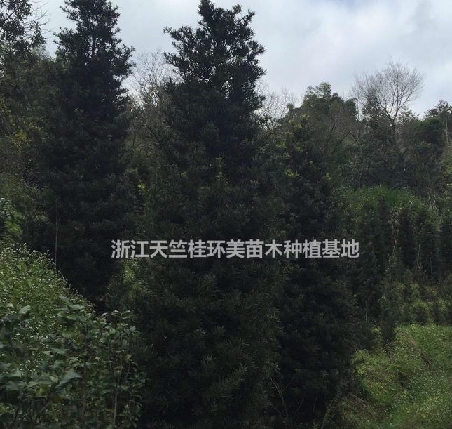 羅漢松斷根苗 福建羅漢松假植苗 浙江造型羅漢松坯子批發