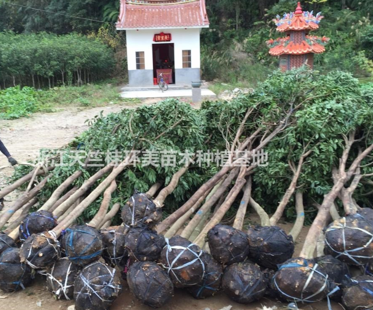天竺桂造林苗 3分天竺桂基地 3分天竺桂批發 天竺桂低價供應
