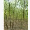 優(yōu)質金絲柳樹苗河南省低價大量出售/基地直銷