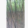 優(yōu)質法桐樹苗低價大量供應各種規(guī)格/基地直銷/價格優(yōu)惠/質量保證