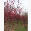 優(yōu)質紅葉碧桃樹苗河南省低價大量出售/基地直銷/質量保證