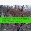 大量出售各種規(guī)格的占地用桃樹（基地直銷/質量保證/價格優(yōu)惠）