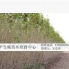 直徑3公分中林46楊樹苗河南省大量供應/ 基地直銷/價格優(yōu)惠