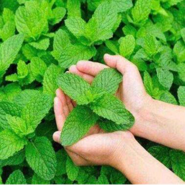 薄荷種子四季種易活開花不斷花種籽室內食用貓盆栽花卉綠植物花籽