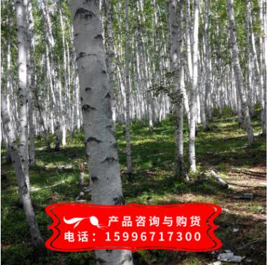 供應優質白樺樹種子 白樺種子批發 實物拍照 質量保證