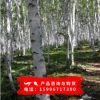 供應優質白樺樹種子 白樺種子批發 實物拍照 質量保證