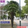 批發棕櫚樹苗 扇子樹 招財樹 棕櫚苗 老人葵 加州蒲葵盆栽 箬棕