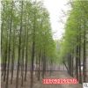 批發供應基地水杉樹苗 水杉苗 金葉水杉小苗南北方種植行道樹綠化