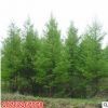 批發 基地直銷供應 水杉樹苗 水杉苗 金葉水杉小苗南北方種植綠化