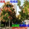 批發 北京欒樹小苗 欒樹苗 黃山欒苗 綠化苗庭院苗木南方北方種植