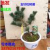 批發(fā) 五針?biāo)蓸涿?五針?biāo)擅?五針?biāo)尚∶?做造型 盆景 五針?biāo)膳柙悦?/></a>
<div><a href=