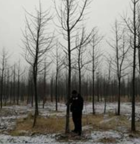 張家口懷來縣供應銀杏